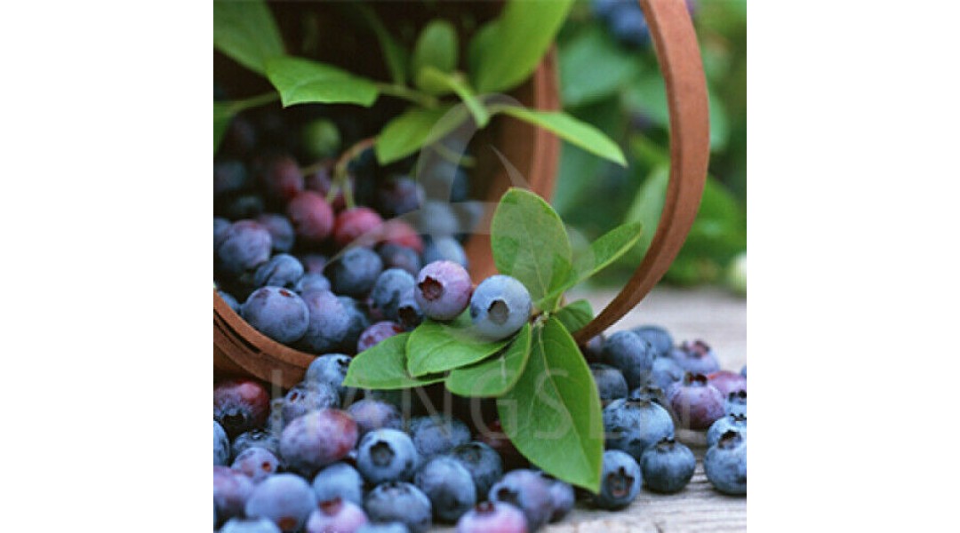 Blueberry E Liquid - Hang...